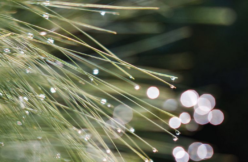 Dew drops on pine needles (photo credit: YEHOSHUA HALEVI)