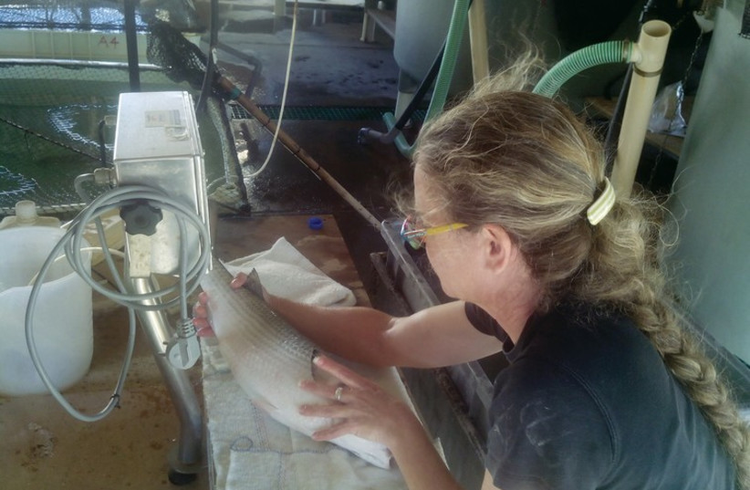AN EMPLOYEE of the National Center for Mariculture checks the condition of a fish as part of the center’s research into increasing stocks in the country’s waters (photo credit: NATIONAL CENTER FOR MARICULTURE)