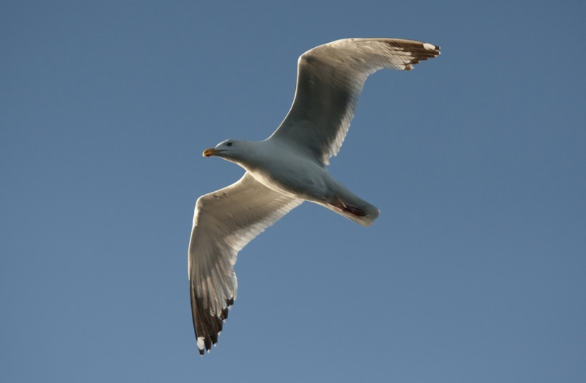 Seagulls (photo credit: INGIMAGE)