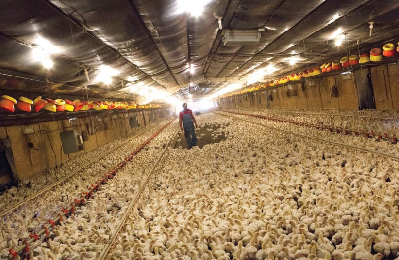 CHICKEN FARMER Craig Watts walks though a chicken house looking for dead and injured birds at C&A Farms in Fairmont, North Carolina.  (photo credit: REUTERS)