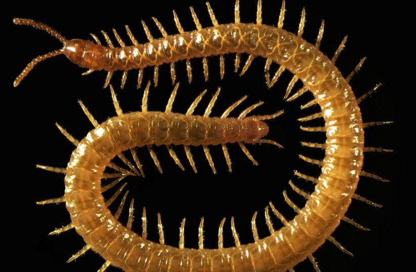 centipede (photo credit: COURTESY PHOTO OF PROF. CHIPMAN)