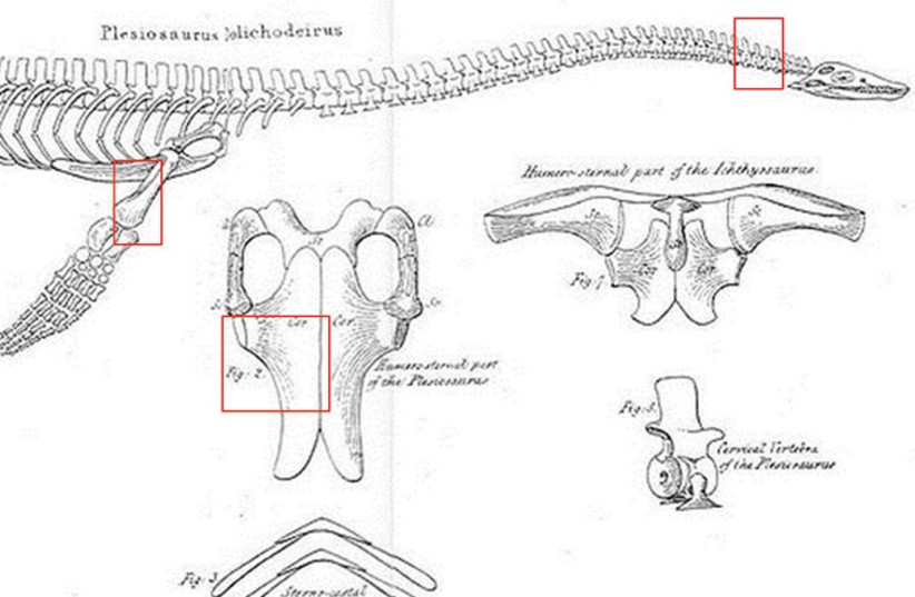 Elasmosaurus graphic (photo credit: DEAD SEA AND ARAVA SCIENCE CENTER)