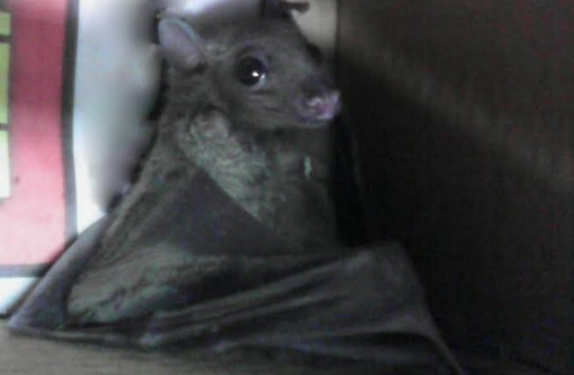 Baby fruit bat saved by Magen David Adom paramedics (photo credit: MAGEN DAVID ADOM)