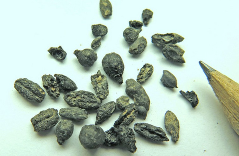 THE ANCIENT wine seeds discovered by archeologists in southern Israel. (photo credit: COURTESY OF PROF. GUY BAR-OZ)
