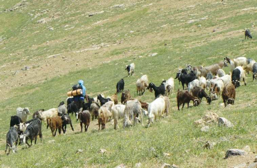 Trekking from Rimonim to Jericho accompanied by grazing sheep. (photo credit: AVITAL SWISA)