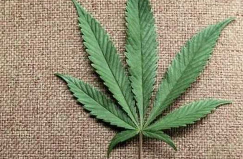 A marijuana leaf (photo credit: REUTERS)