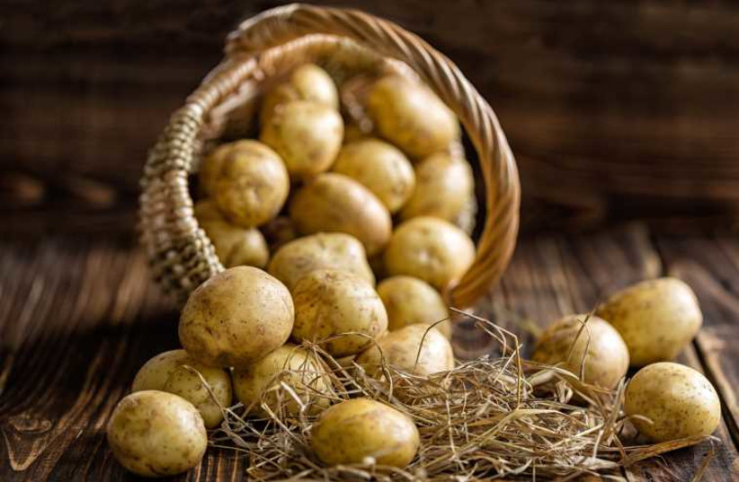 Potatoes (photo credit: ING IMAGE/ASAP)