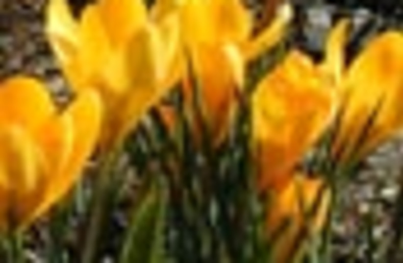 crocus saffron flower 88 (photo credit: )