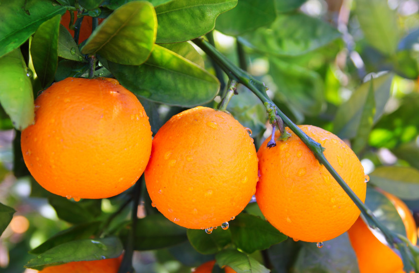 oranges on an orange tree (photo credit: INGIMAGE)