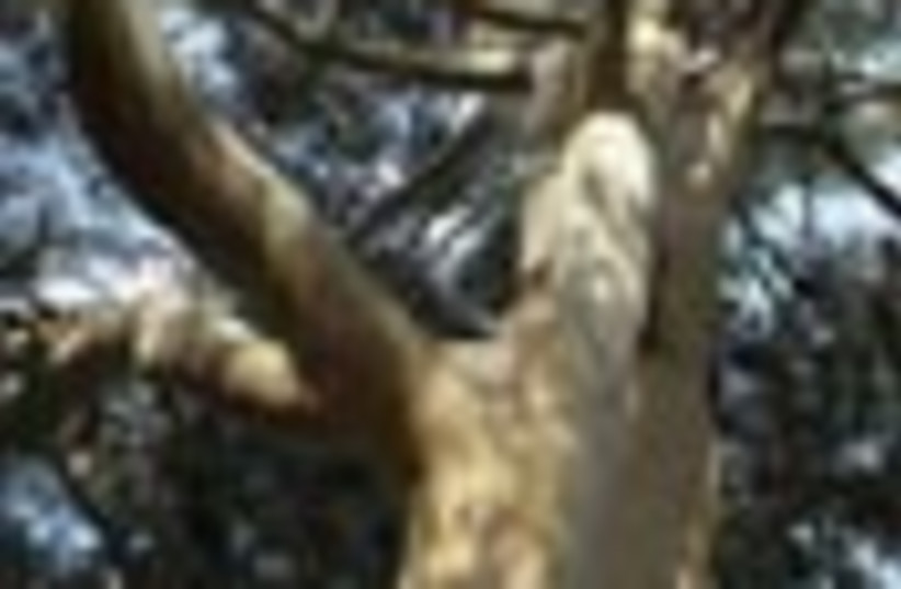 eucalyptus tree 88  (photo credit: )