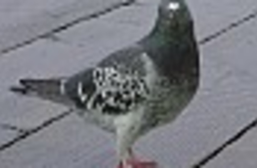 pigeon 88 (photo credit: )