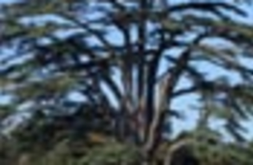 cedar tree 88 (photo credit: )