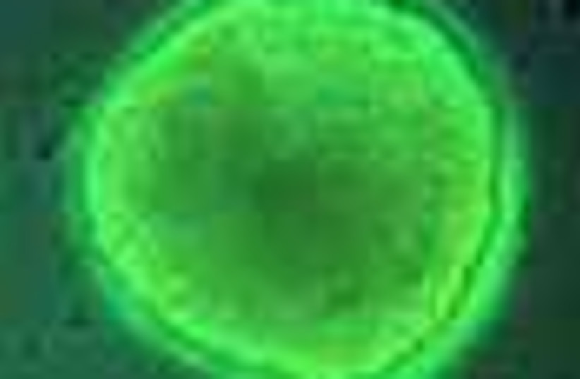 stem cell 88 (photo credit: )