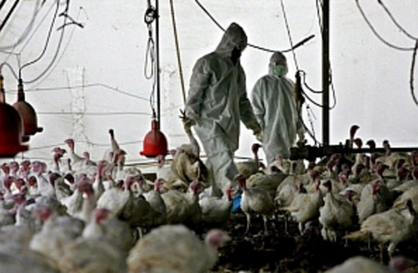 bird flu sde moshe (photo credit: AP)