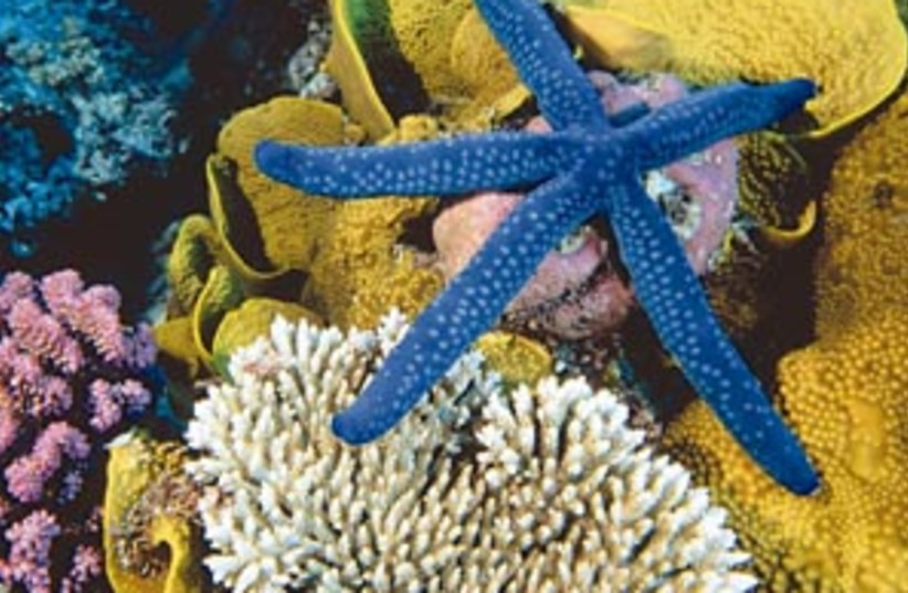 great barrier reef 88 29 (photo credit: )