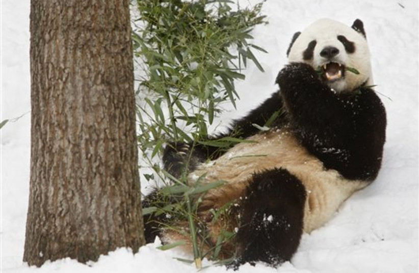Panda Tai Shan (credit: AP)
