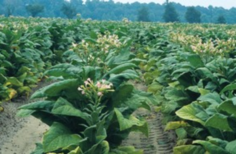 Tobacco plants 311 (credit: Thinkstock/Imagebank)