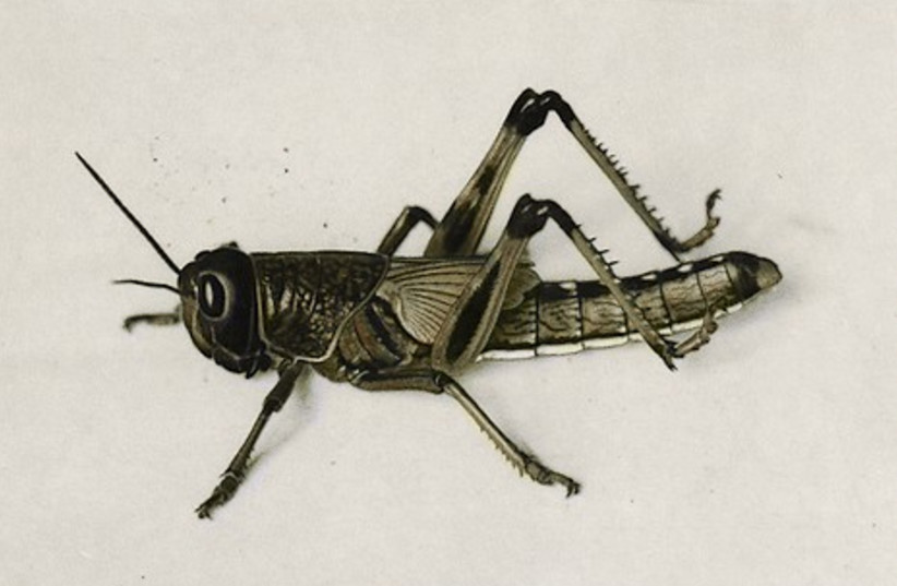 An adult locust
