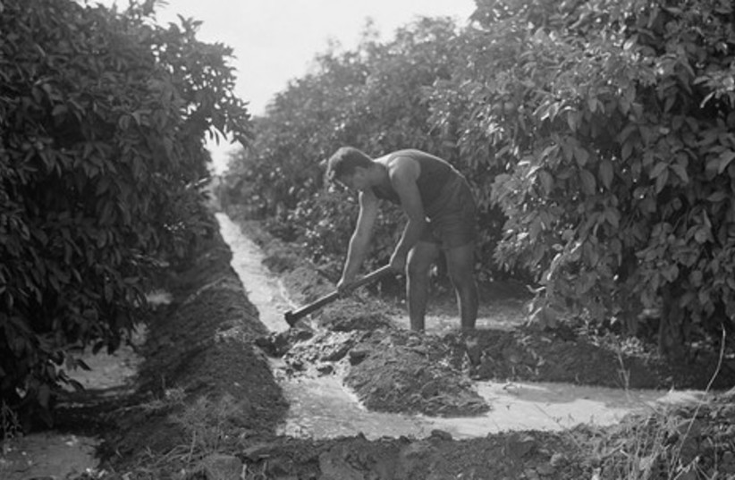 Jewish farmer irrigating grove in Rishon Lezion (1930s)
