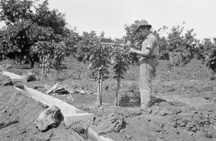Jewish farmer pruning orange tree grafted onto a lemon trunk