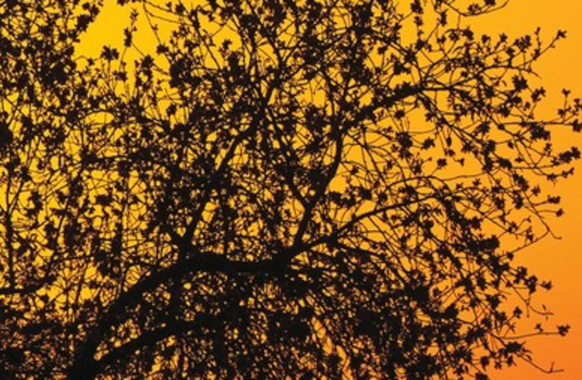 The almond tree at sunset