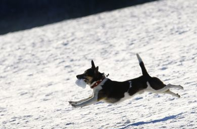 A dog catches a snowball thrown by its owner