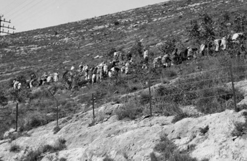 Planting on a Jerusalem Hill