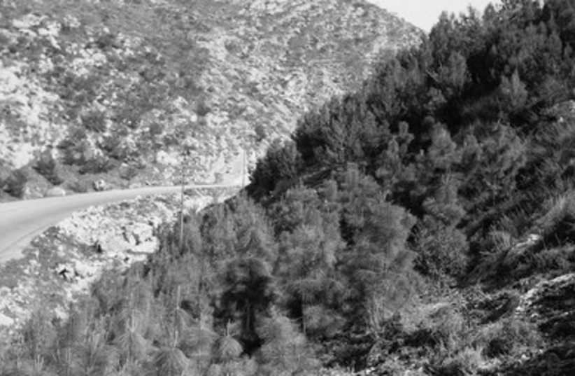 Reforested hillside along the road to Jerusalem