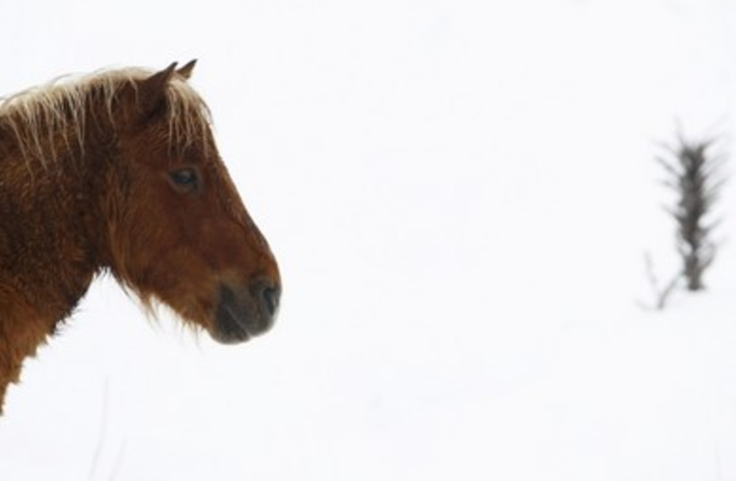 A horse is silhouetted in the snow_390