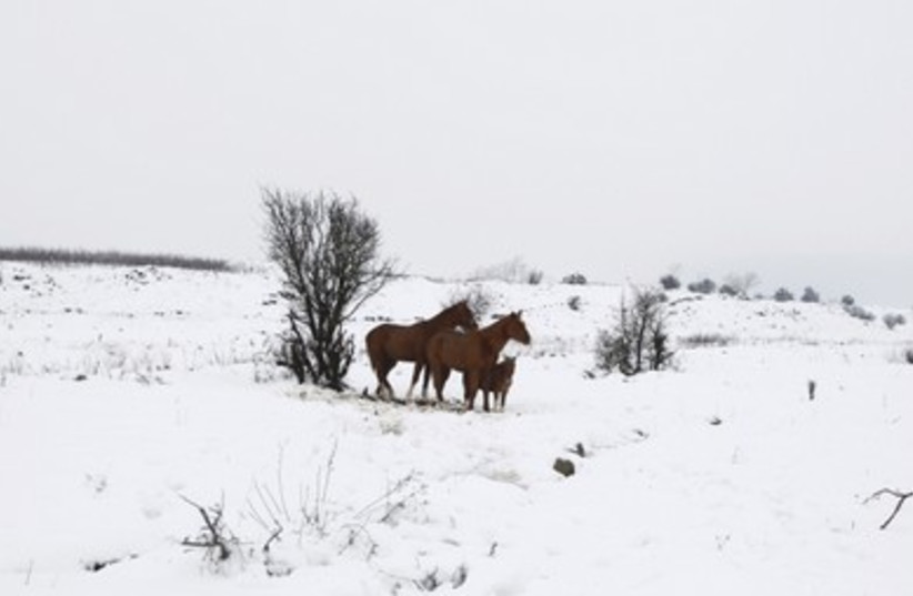 Horses stand in a snowy field