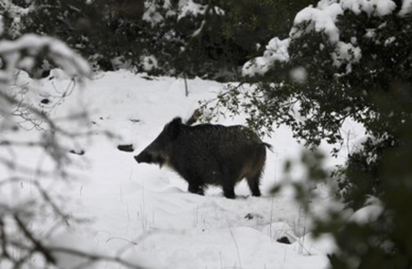 A wild boar is spotted near Kibbutz Merom Golan