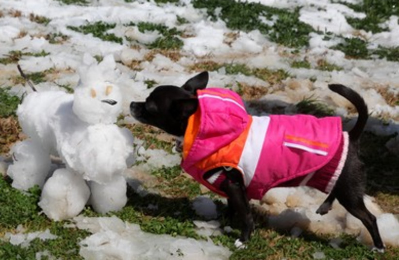 Snowy canine fun 