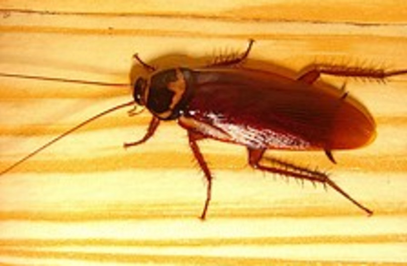 cockroach 224.88 (credit: Courtesy)