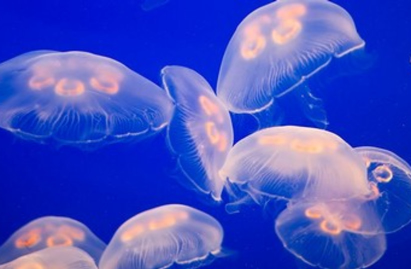 Jellyfish 370 (credit: Jonathan Miller)
