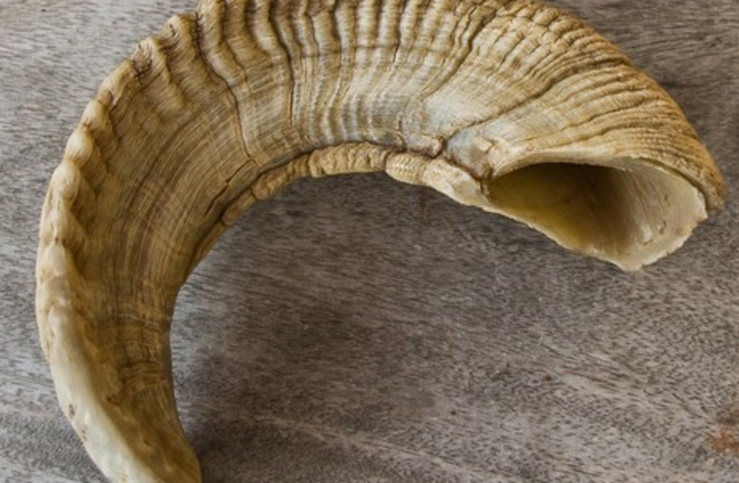 A traditional ram's horn shofar