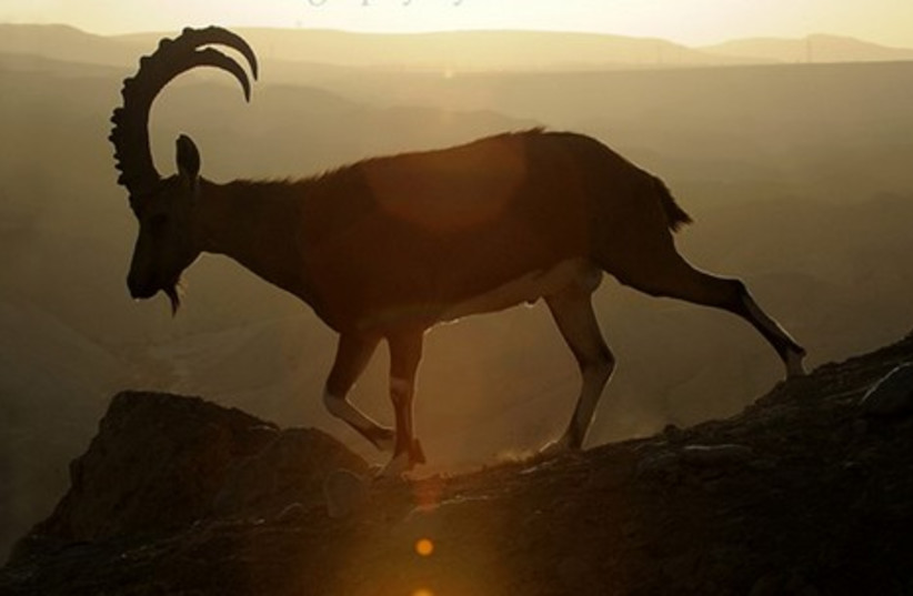 An adult ibex