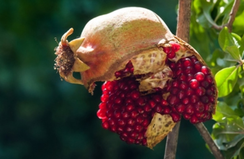 A pomegranate found growing in the Katamon neighborhood.
