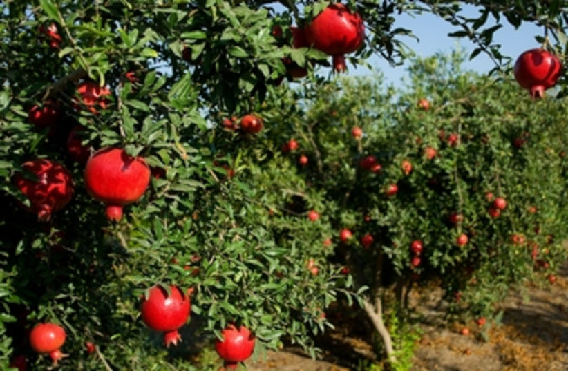 An abundance of ripe fruit hangs from trees in an orchard