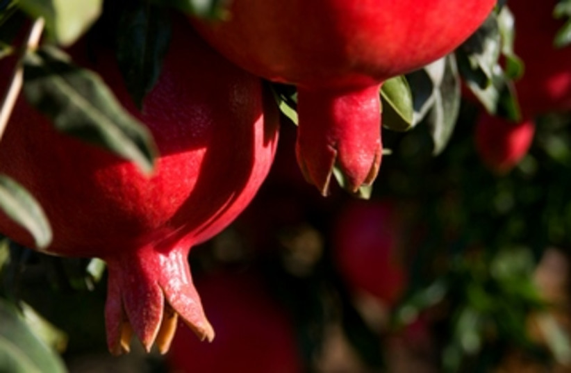 A close-up view of two ripe pomegranates soaking up sunshine