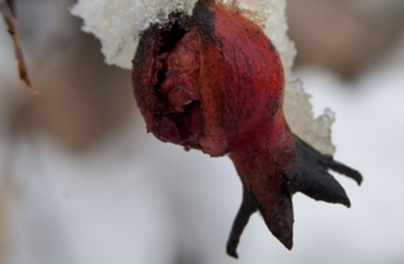A miniature pomegranate in the winter