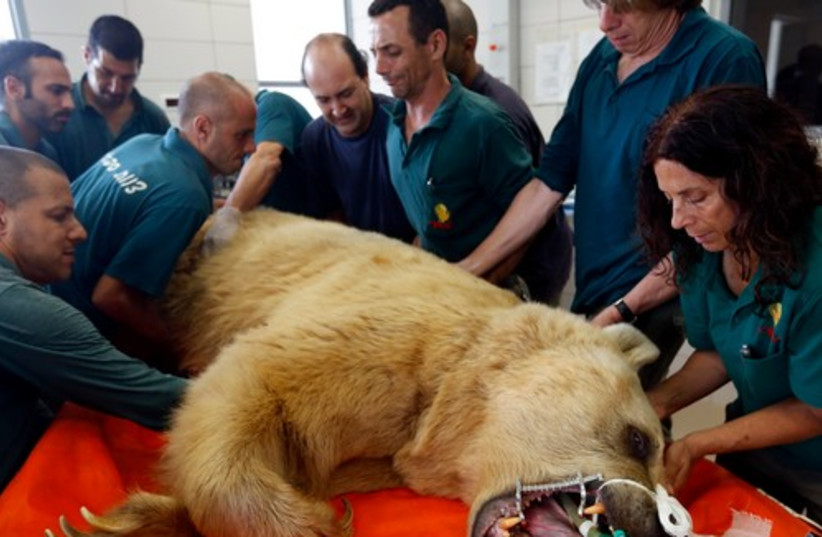 Zoo staff prepare Mango, a 19-year-old Syrian brown bear, for his surgery at the Ramat Gan Safari near Tel Aviv May 7, 2014.