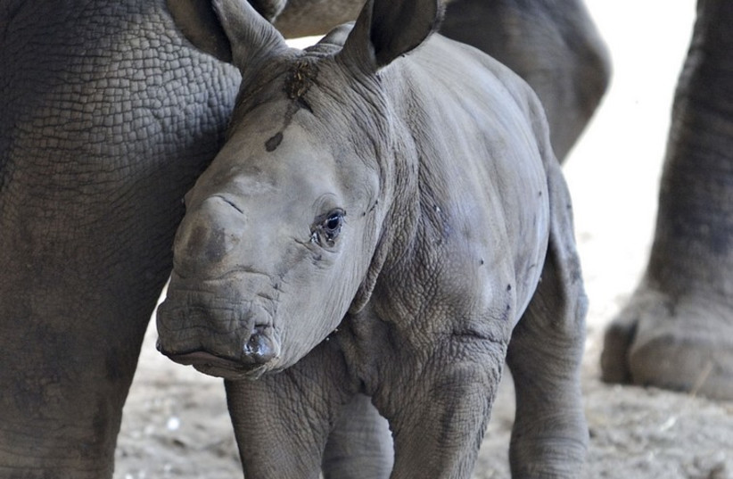 The baby female rhinoceros at the Ramat Gan Safari.
