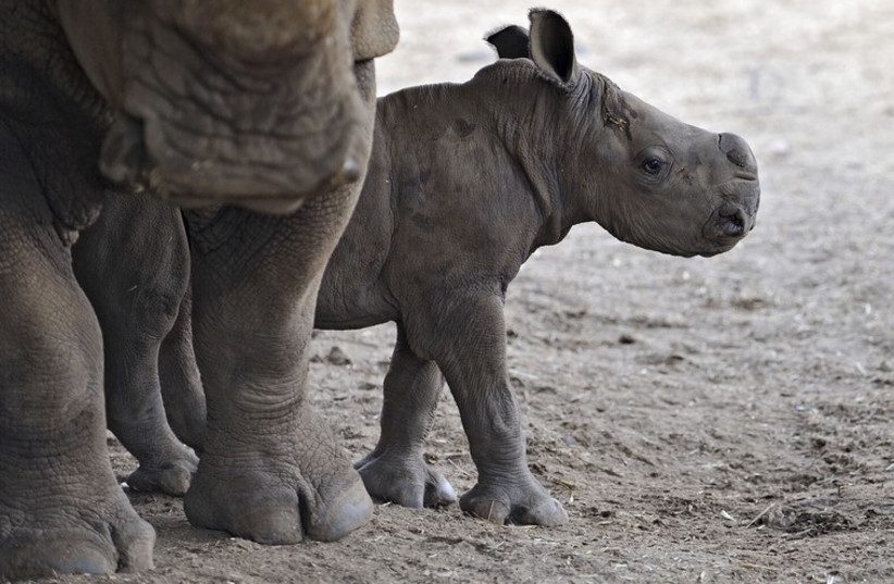 The baby female rhinoceros at the Ramat Gan Safari.