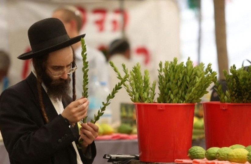 Succot preparations of etrogim and branches for a lulav. (credit: MARC ISRAEL SELLEM)
