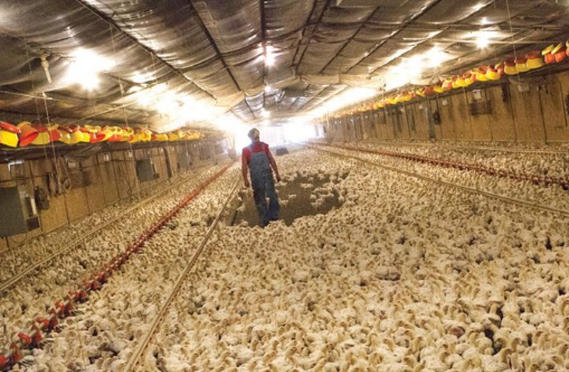 CHICKEN FARMER Craig Watts walks though a chicken house looking for dead and injured birds at C&A Farms in Fairmont, North Carolina.  (credit: REUTERS)