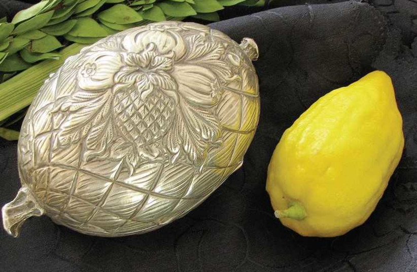 The Succot citron, etrog,  is protectively wrapped in silky flax padding and safeguarded in a covered ornamental box. (credit: Wikimedia Commons)