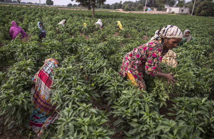 Pakistani women work in a field outside the village of Multan in south Punjab province (photo credit: ZOHRA BENSEMRA/REUTERS)