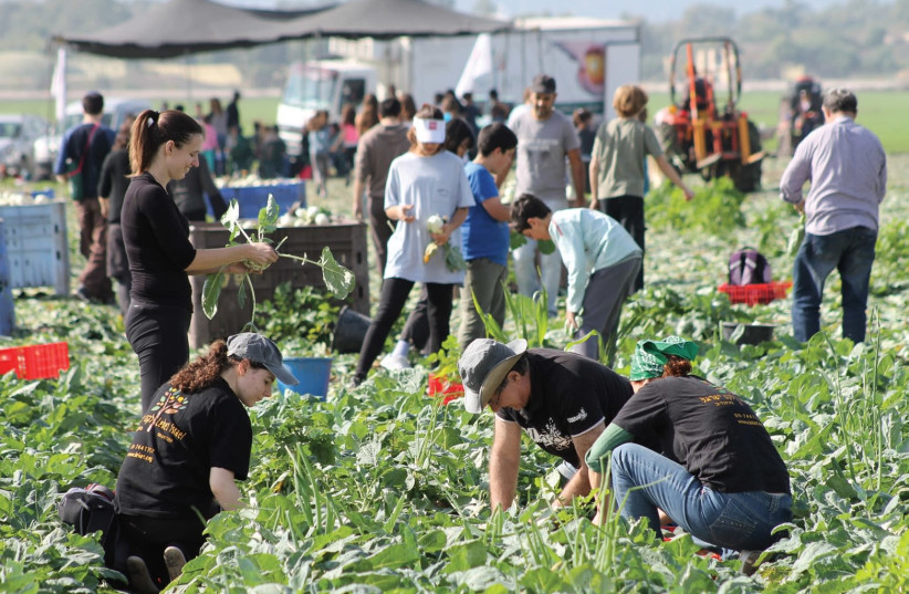 LEKET ISRAEL volunteers pick produce for the needy. (photo credit: COURTESY LEKET ISRAEL)