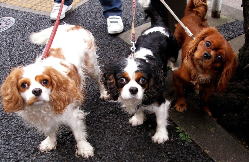 Three dogs (photo credit: Wikimedia Commons)