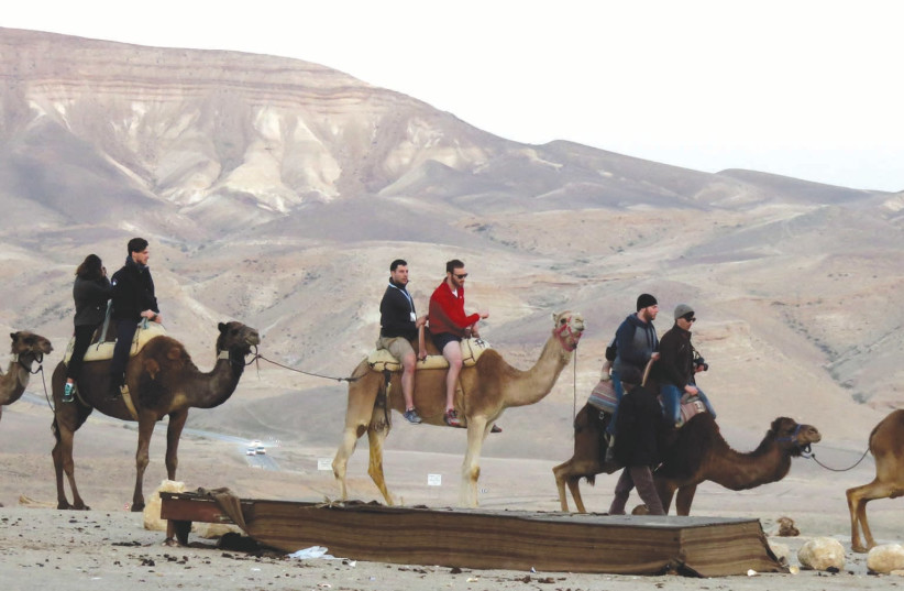 Hitch a ride with a camel caravan at Kfar Hanokdim. (photo credit: MEITAL SHARABI)